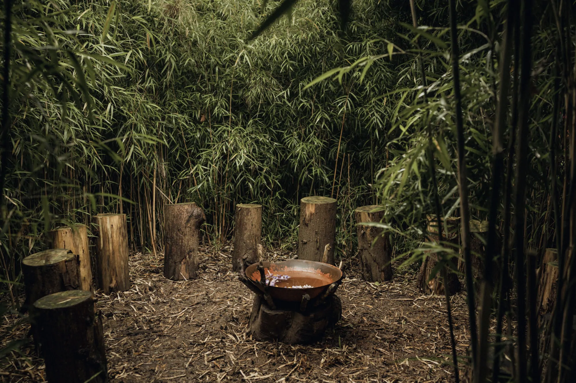 A fire bowl ringed by log seats in the bamboo